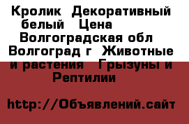 Кролик  Декоративный белый › Цена ­ 3 000 - Волгоградская обл., Волгоград г. Животные и растения » Грызуны и Рептилии   